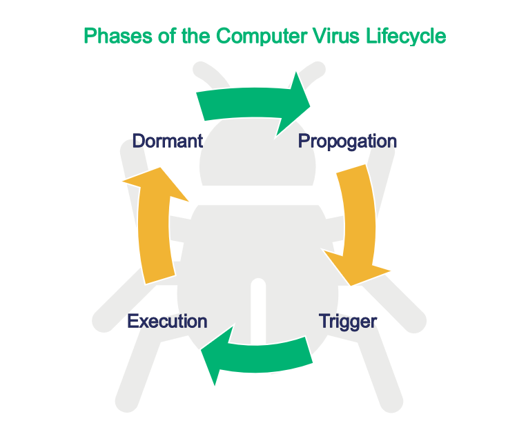 Types of malware graphic - an illustration of the phases of a computer virus life cycle